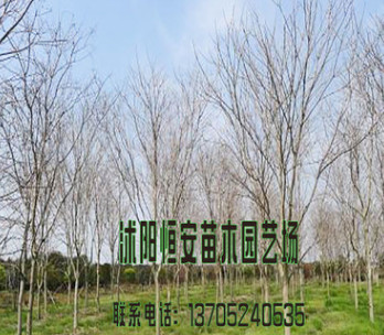 苗圃直銷批發(fā)黃櫨樹苗 綠化工程苗 行道樹 規(guī)格品種齊全