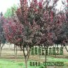 苗圃直銷批發(fā)紅葉李 紫葉李 速生規(guī)格風(fēng)景樹(shù) 工程綠化行道樹(shù)