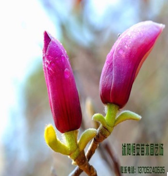 苗圃直銷批發紅獅玉蘭、紫玉蘭、白玉蘭、黑色玉蘭綠化規格齊全