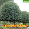 批發(fā)骨架香樟樹 移植 規(guī)格齊全 量大從優(yōu)香樟苗常綠喬木 量大從優(yōu)