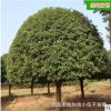 批發(fā)湖南桂花樹 綠化苗木15公分4米冠幅八月桂金桂 大型工程苗