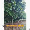 批發(fā)廣玉蘭 精品造型園林工程綠化庭院常綠喬木 湖南苗圃基地直銷