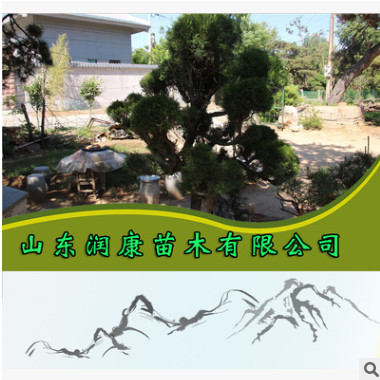 批發(fā)松樹優(yōu)質造型油松 油松樹形奇特 蒼勁有力 松樹大量有貨