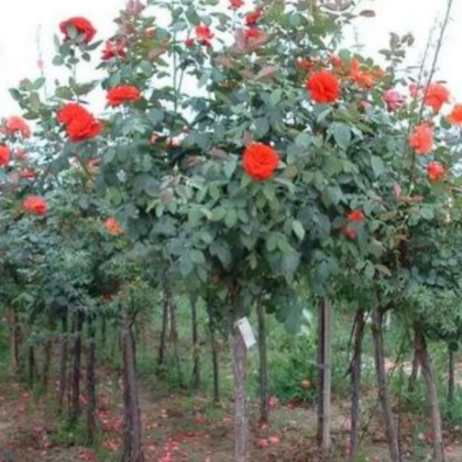 南陽月季 付曉月季種植基地 直桿樹狀月季直桿樹狀月季_樹狀月季-古樁月季樹_月季樹批發