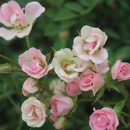 南陽月季 付曉月季基地 豐花月季每月開花玫瑰花苗花卉綠植物室內外盆栽