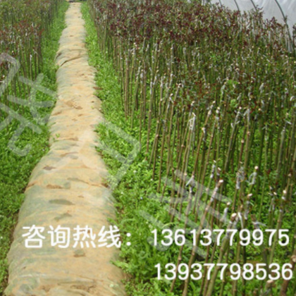 南陽月季 付曉月季基地 月季小苗 當年開花苗