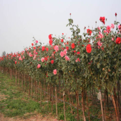 本地種植多品種樹狀月季一年兩年多年樹狀月季