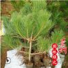 大量批發(fā)基地綠化黑松樹(shù)小苗 馬尾松苗 落葉喬木園林工程黑松苗