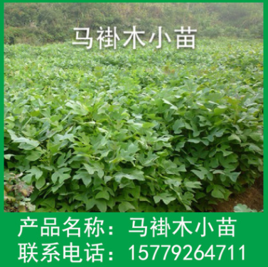 供應(yīng)各種工程綠化小苗 量大優(yōu)惠 優(yōu)質(zhì) 馬褂木樹苗