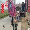 精品獨(dú)干紫荊 2-6公分獨(dú)干紫荊價(jià)格 叢生紫荊 獨(dú)桿紫荊基地直銷(xiāo)
