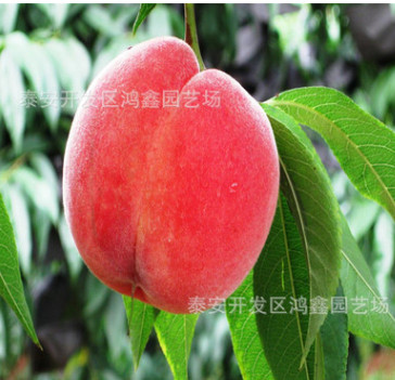 映霜紅桃樹苗批發(fā)價格 黑珍珠櫻桃苗