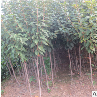 矮化櫻桃小苗批發(fā)價格 泰安矮化櫻桃樹苗 果樹苗木