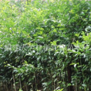 福建泉州哪里有天竺桂工程苗？哪里天竺桂苗木最多？哪里天竺桂便宜？