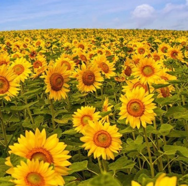 食用大向日葵種子四季播葵花籽陽臺辦公室盆栽易種高桿矮桿向日葵