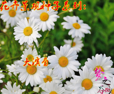 大濱菊種子園林景觀庭院花卉種子多年生花種子公斤批發包郵