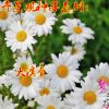 大濱菊種子園林景觀庭院花卉種子多年生花種子公斤批發包郵