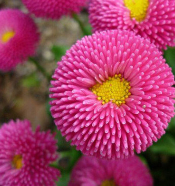 散裝雛菊種子批發 復瓣太陽菊花 四季常開 延命菊種子 混色 包郵