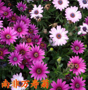 南非萬壽菊種子藍眼菊藍目菊種子耐寒四季播種景觀綠化草花包郵
