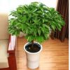 大型綠植平安樹(shù)盆栽大幸福樹(shù)客廳四季常青綠色植物花卉辦公室植物