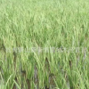 草花植物 細(xì)葉芒 花葉芒 斑葉芒 細(xì)葉莖芒 等草本植物
