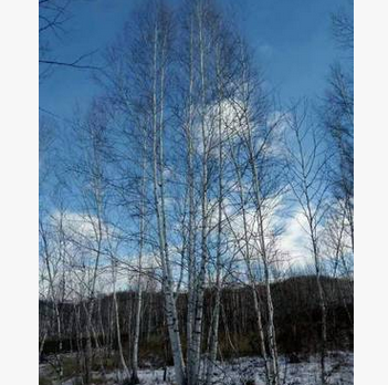 叢生白樺 多分枝白樺 適用于小區別墅