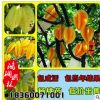 基地批發(fā)楊桃苗 楊桃樹苗 優(yōu)質果樹盆栽品種齊全 當年結果