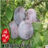 黑寶石李子苗 黑色果皮 甜度高 李子小苗 新品種 果樹苗 基地現(xiàn)挖