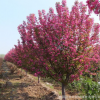 園林新秀 北美海棠 規(guī)格齊全 觀花植物 園林綠化工程 量大優(yōu)惠