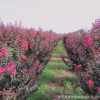 基地直銷 天鵝絨紫薇 叢生苗 獨桿苗 花色鮮艷美麗 紫薇花海首選