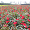 紅帽月季 花色艷麗 北京紅帽月季 觀花植物 花期長 價格低