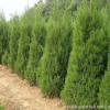 批發(fā)直銷 蜀檜 檜柏 塔柏 圓柏 規(guī)格齊全 園林綠化工程 苗圃價格