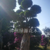 福建漳州造型小葉榕