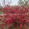 福建莆田日本紅楓