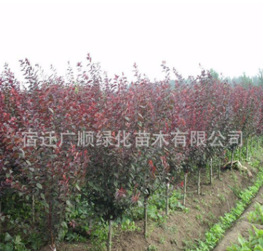 批發(fā)美人梅樹(shù)苗綠化苗木庭院觀賞花卉成活率高量大從優(yōu)