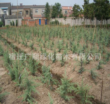 批發(fā)雪松樹(shù)苗綠化苗木園林觀賞風(fēng)景樹(shù)量大從優(yōu)雪松苗