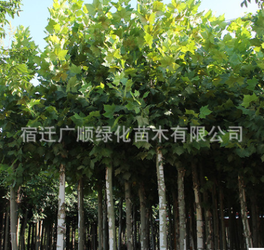 批發(fā)法桐樹(shù)苗綠化苗木行道觀賞庭蔭樹(shù)法國(guó)梧桐量大從優(yōu)法桐