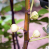 無(wú)花果果樹苗盆栽無(wú)花果苗 原土發(fā)貨【美味華麗】