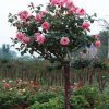 樹(shù)形景觀 樹(shù)樁月季樹(shù) 高桿 盆栽多色月季樹(shù) 品種