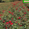 大花月季小苗 市政園林苗木基地直銷