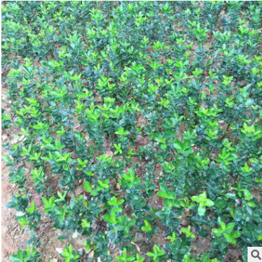 特價冬青苗 冬青小苗 綠化苗木 冬青小苗批發(fā) 綠化工程苗批發(fā)