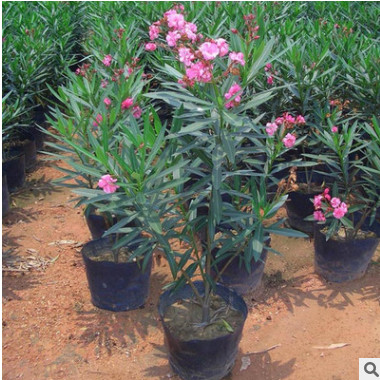 批發(fā)多分枝夾竹桃 夾竹桃苗 庭院觀花植物夾竹桃苗 規(guī)格全盆栽苗