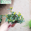 花卉綠植法國香水茉莉花盆栽 室內觀花植物濃香花卉香水茉莉盆栽
