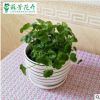 盆栽桌面水培花卉綠植盆栽 銅錢草盆栽 金錢草 水培觀葉100棵