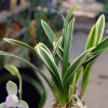 供應 ****蘭花苗春蘭四季蘭中矮種金邊藝蘭玉羅漢易養盆栽花卉