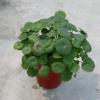 盆栽金錢草 盆栽銅錢草 水培植物 銅錢草 盆栽花卉 植物花卉