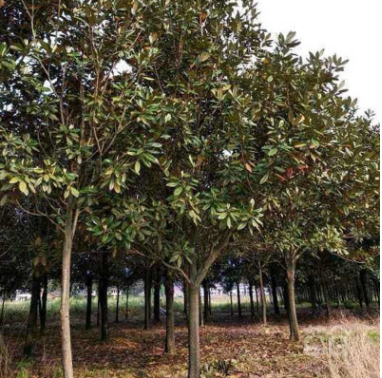 廣玉蘭，常年批發(fā)工程苗木