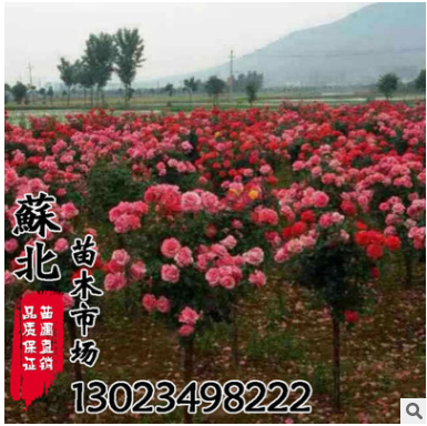 批發(fā)月季花 苗圃直銷(xiāo) 精品月季 大花月季花苗 盆栽 綠化工程苗