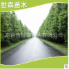 水杉 產(chǎn)地直銷各種規(guī)格水杉 水杉樹