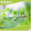 產(chǎn)地直銷各種規(guī)格銀杏樹寵物及園藝園林植物喬木新品直銷批發(fā)