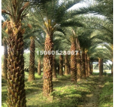 低價批發中東海棗桿高2-6米地苗袋苗價格便宜